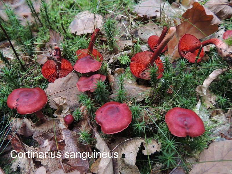 Cortinarius sanguineus-amf689.jpg - Cortinarius sanguineus ; Syn: Dermocybe sanguinea ; Nom français: Cortinaire sanguin